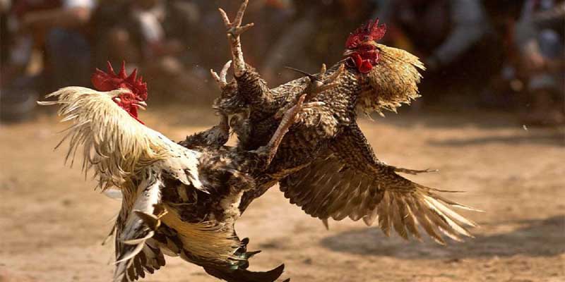 Những ưu điểm nổi bật khi xem trực tiếp đá gà C3