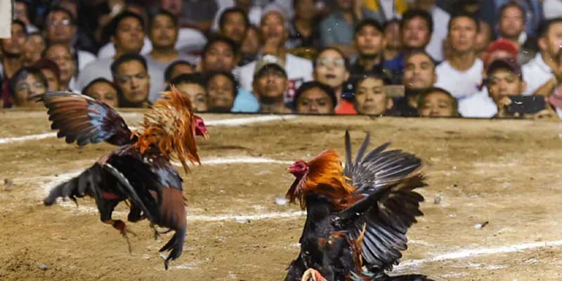 Lưu ý khi xem trực tiếp đá gà c3 tại KU11